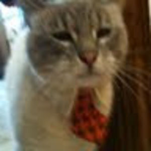 Meet your Posher, Carmen